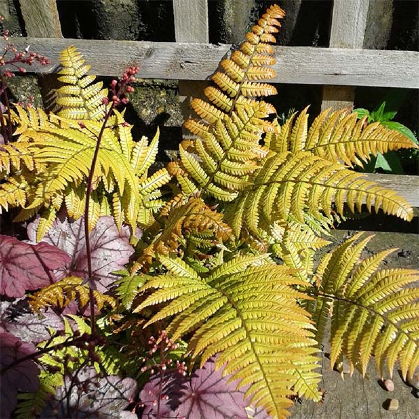 Dryopteris lepidopoda - Zonsondergangvaren (Foliage)
