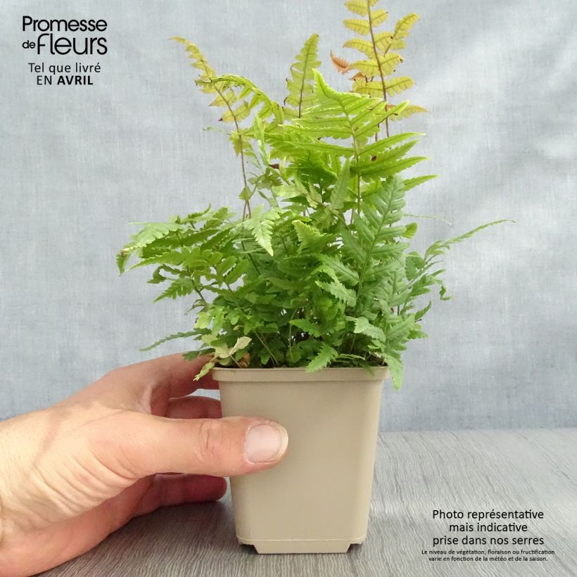 Exemplaar van Dryopteris lepidopoda - Zonsondergangvaren Kweekpotje van 8/9 cm zoals geleverd in de lente