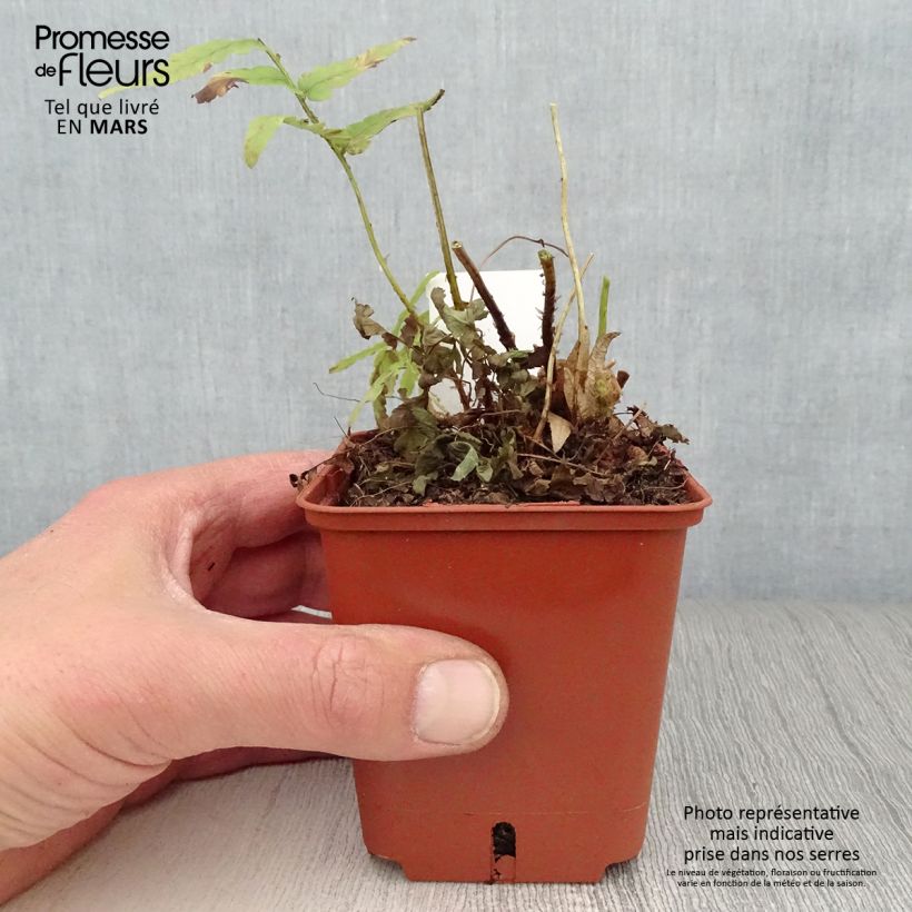 Exemplaar van Dryopteris ludoviciana - Niervaren Kweekpotje van 8/9 cm zoals geleverd in de lente