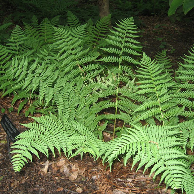 Dryopteris marginalis - Niervaren (Plant habit)