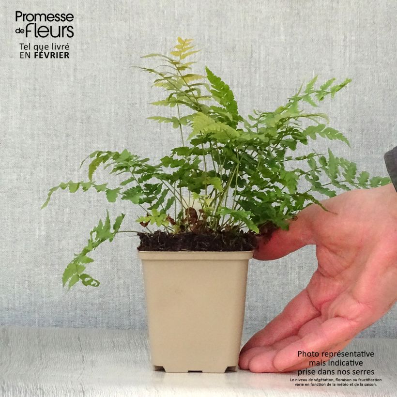 Example of Dryopteris marginalis - Fougère Kweekpotje van 8/9 cm as you get in hiver