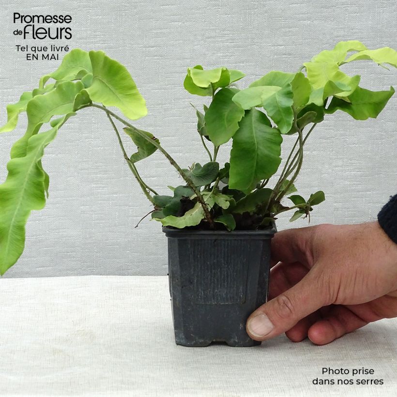 Exemplaar van Dryopteris sieboldii - Sieboldvaren Kweekpotje van 8/9 cm zoals geleverd in de lente