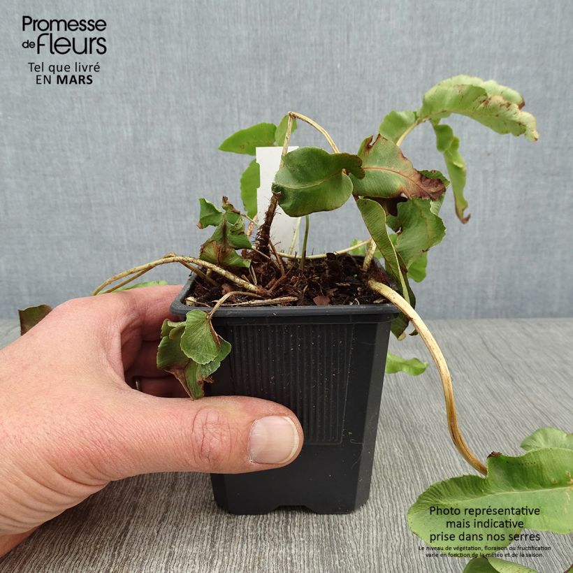 Example of Dryopteris sieboldii - Fougère  Kweekpotje van 8/9 cm as you get in hiver