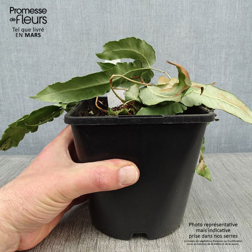 Example of Dryopteris sieboldii - Fougère  Pot van 2 l/3 l as you get in hiver