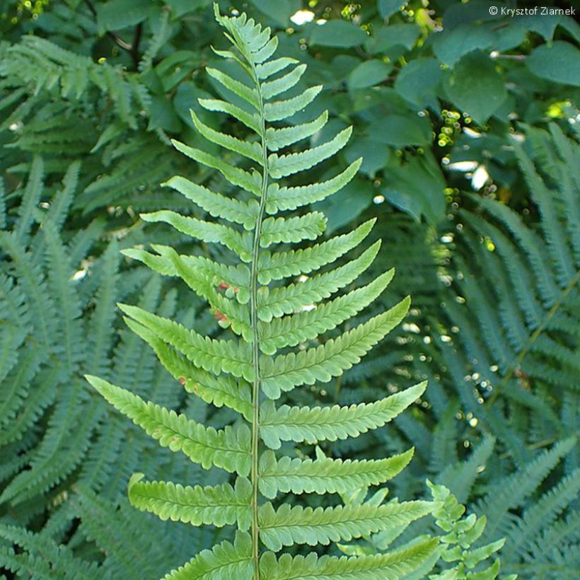Dryopteris tokyoensis - Niervaren (Blad)