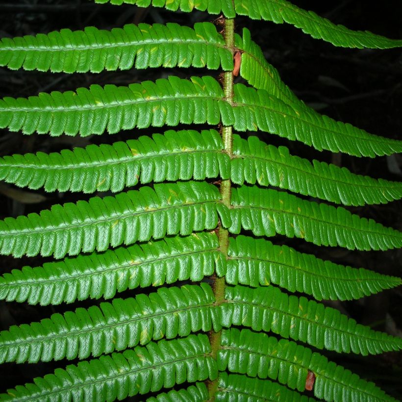 Dryopteris wallichiana - Zwarte schubvaren (Foliage)