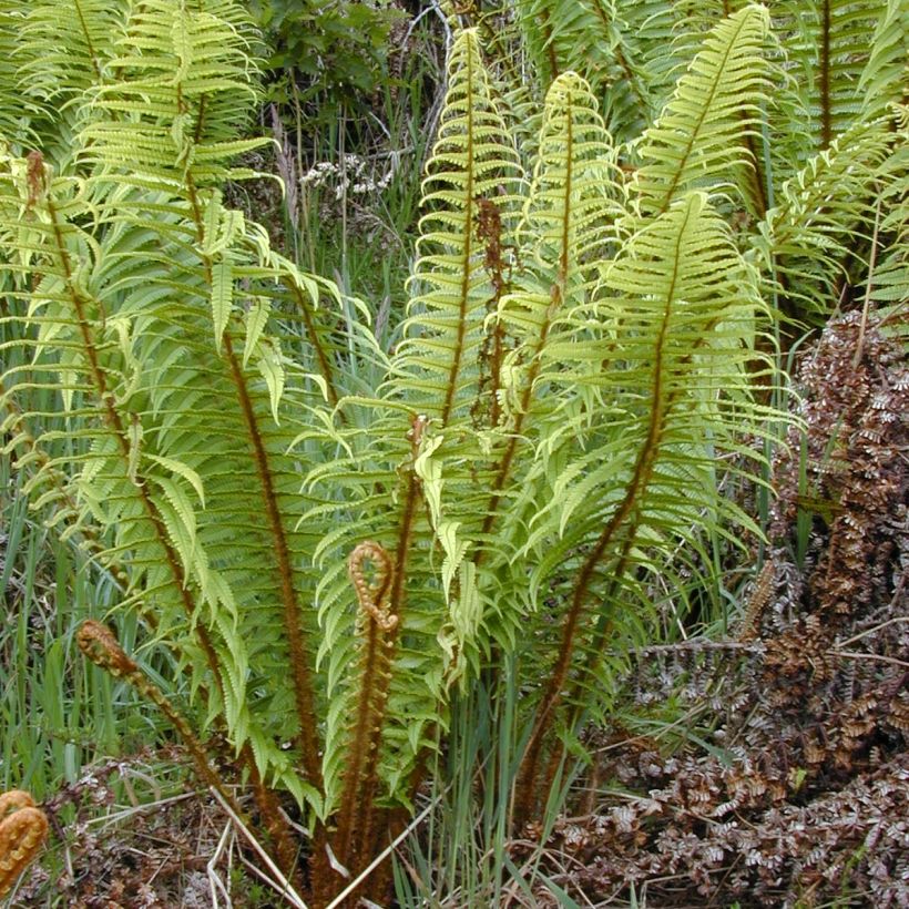 Dryopteris wallichiana - Zwarte schubvaren (Plant habit)