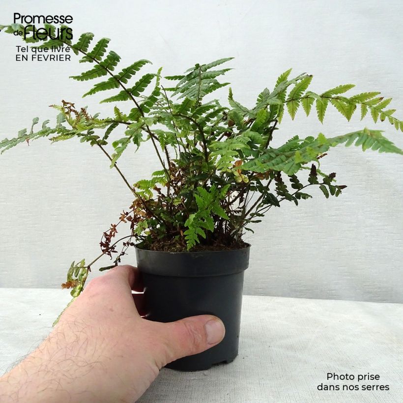 Example of Dryopteris wallichiana - Zwarte schubvaren Kweekpotje van 8/9 cm as you get in hiver