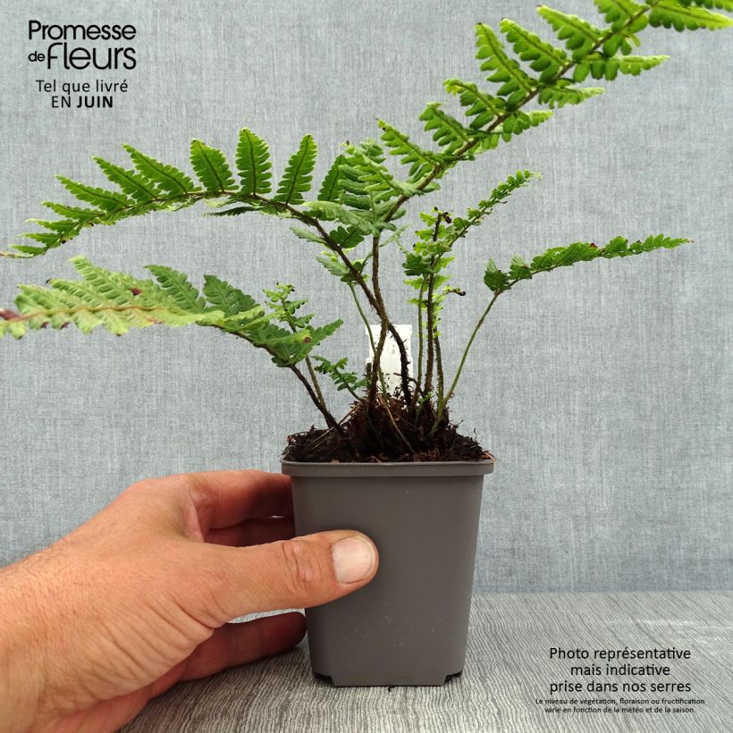 Exemplaar van Dryopteris wallichiana - Zwarte schubvaren Kweekpotje van 8/9 cm zoals geleverd in de zomer