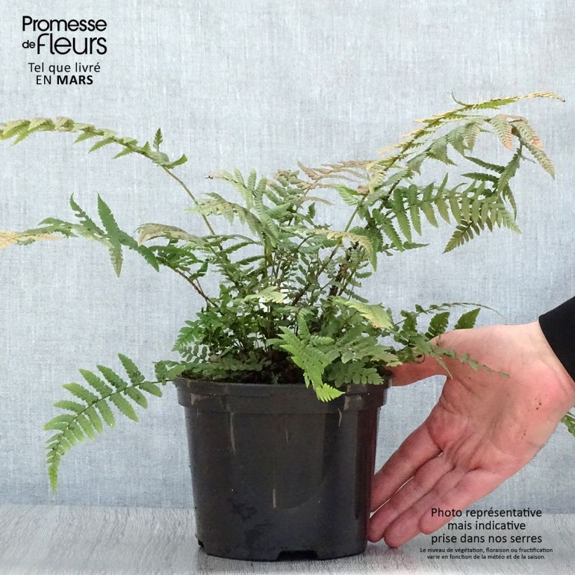 Exemplaar van Dryopteris wallichiana - Zwarte schubvaren Pot van 2 l/3 l zoals geleverd in de lente