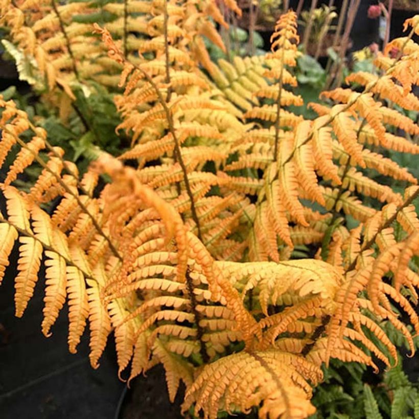 Dryopteris wallichiana Jurassic Gold - Zwarte schubvaren (Blad)