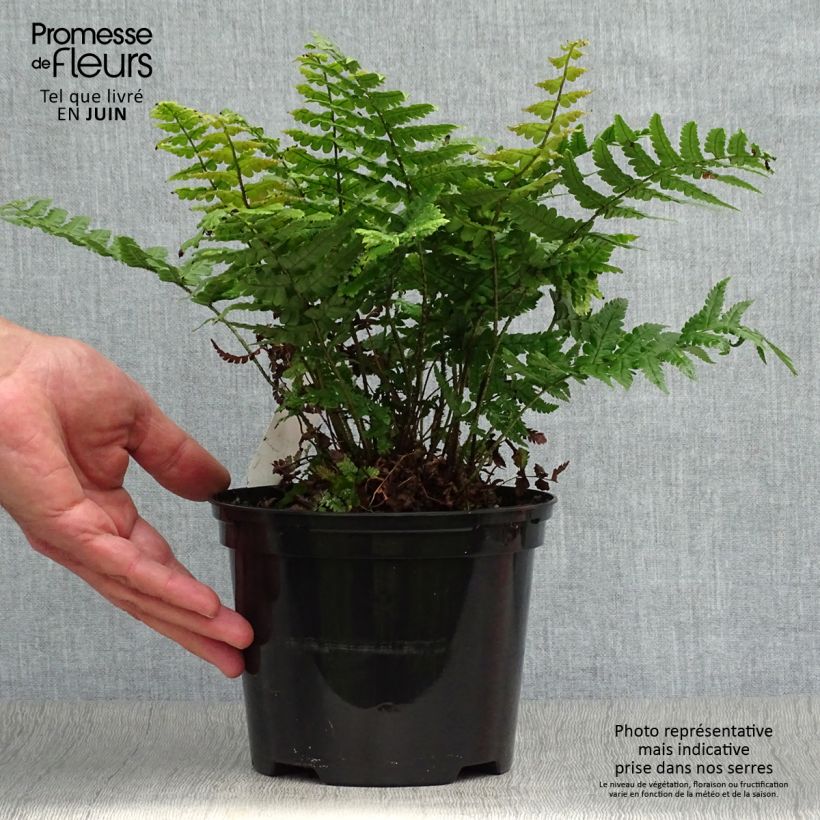Exemplaar van Dryopteris wallichiana Jurassic Gold - Zwarte schubvaren Pot van 2 l/3 l zoals geleverd in de zomer
