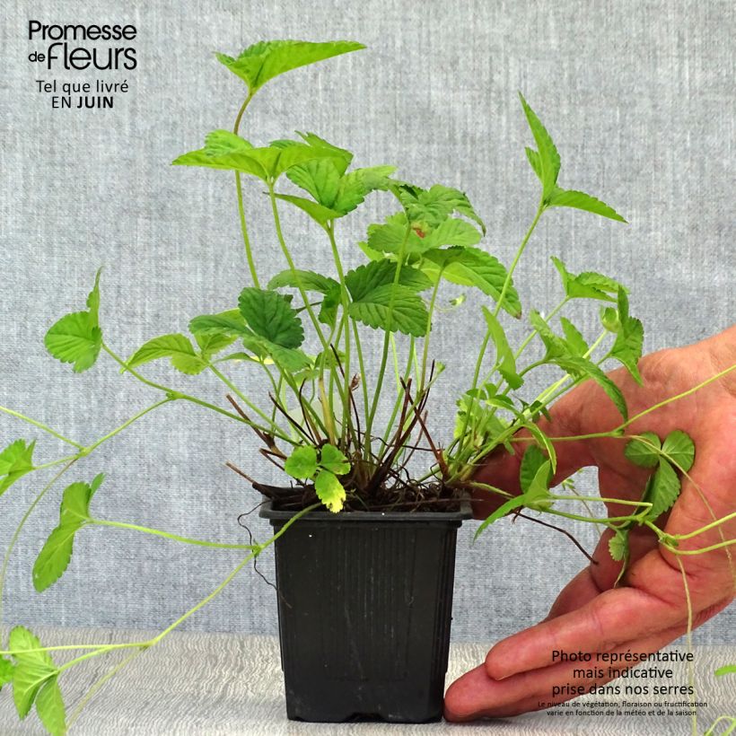 Exemplaar van Duchesnea indica - Schijnaardbei Kweekpotje van 8/9 cm zoals geleverd in de zomer