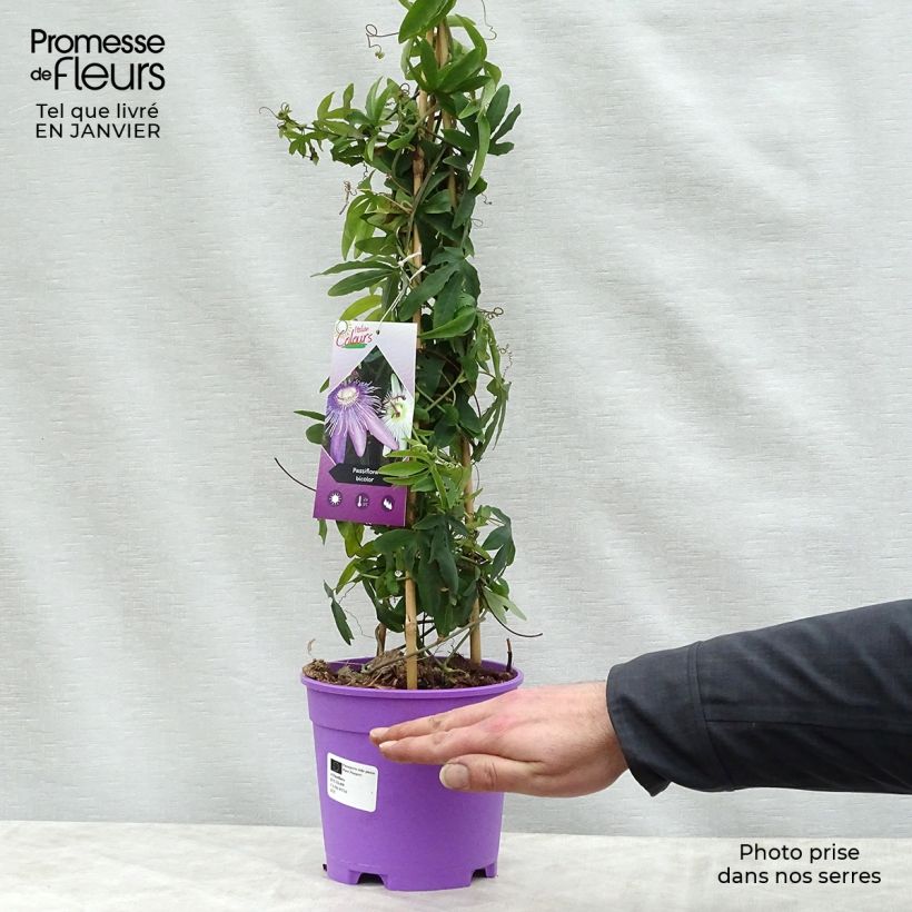 Exemplaar van Tweekleurig Passiebloem Duo - Passiebloem Pot van 2 l/3 l zoals geleverd in de winter