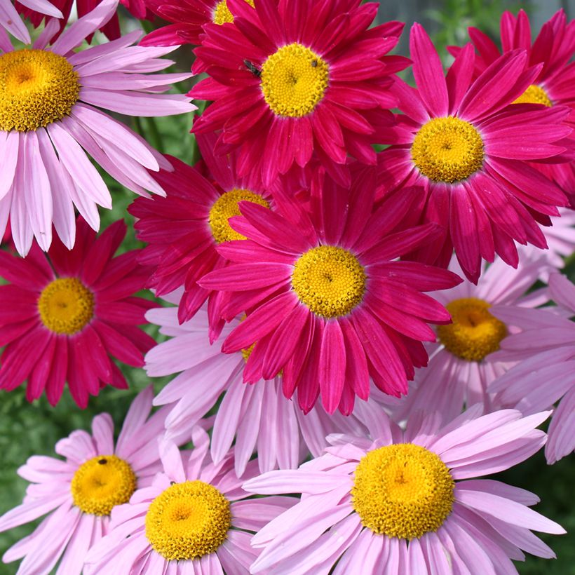 Duo Pyrethrum tegen lage prijs (Bloei)