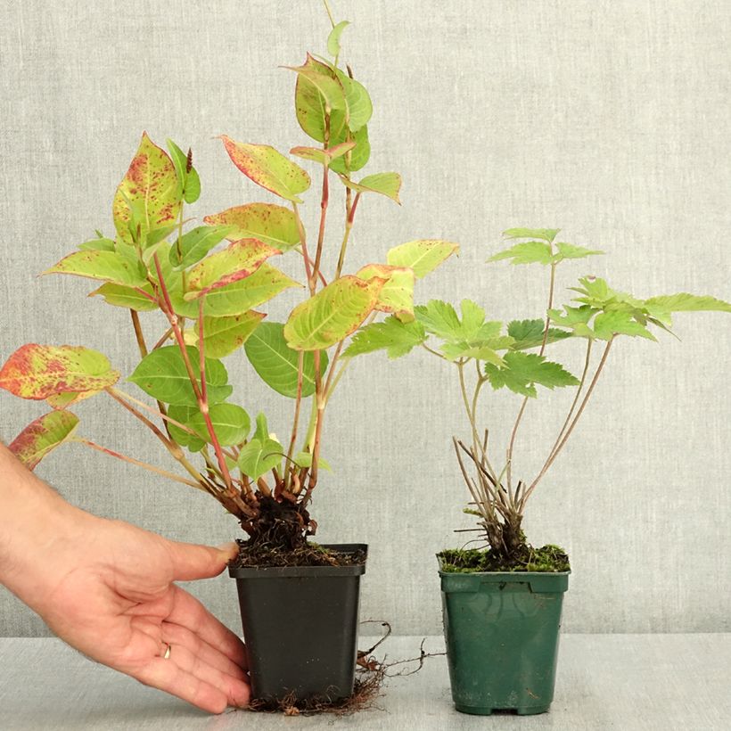 Exemplaar van Duo vaste planten voor het najaar in roos en rood zoals geleverd in de zomer