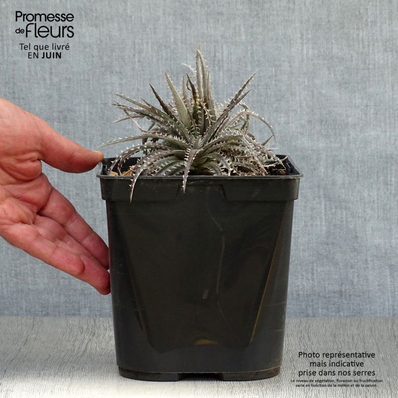 Exemplaar van Dyckia Brittle Star - Stekelbromelia Pot van 3 l/4 l zoals geleverd in de zomer