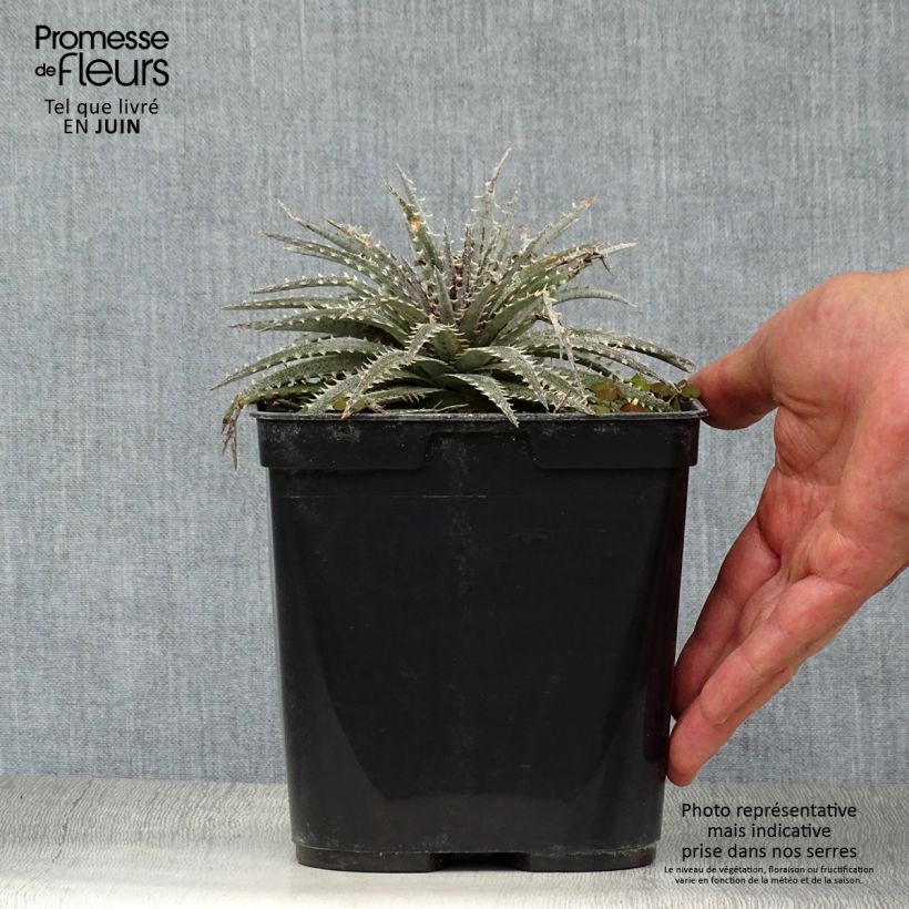 Exemplaar van Dyckia Grand Marnier Pot van 2 l/3 l zoals geleverd in de zomer