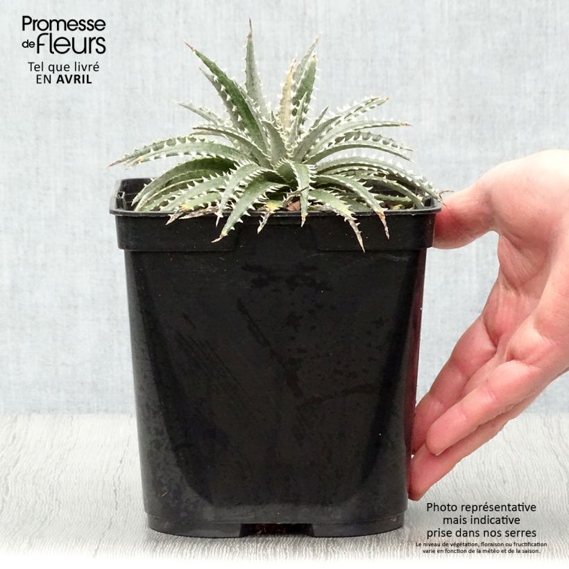 Exemplaar van Dyckia Grand Marnier Pot van 2 l/3 l zoals geleverd in de lente