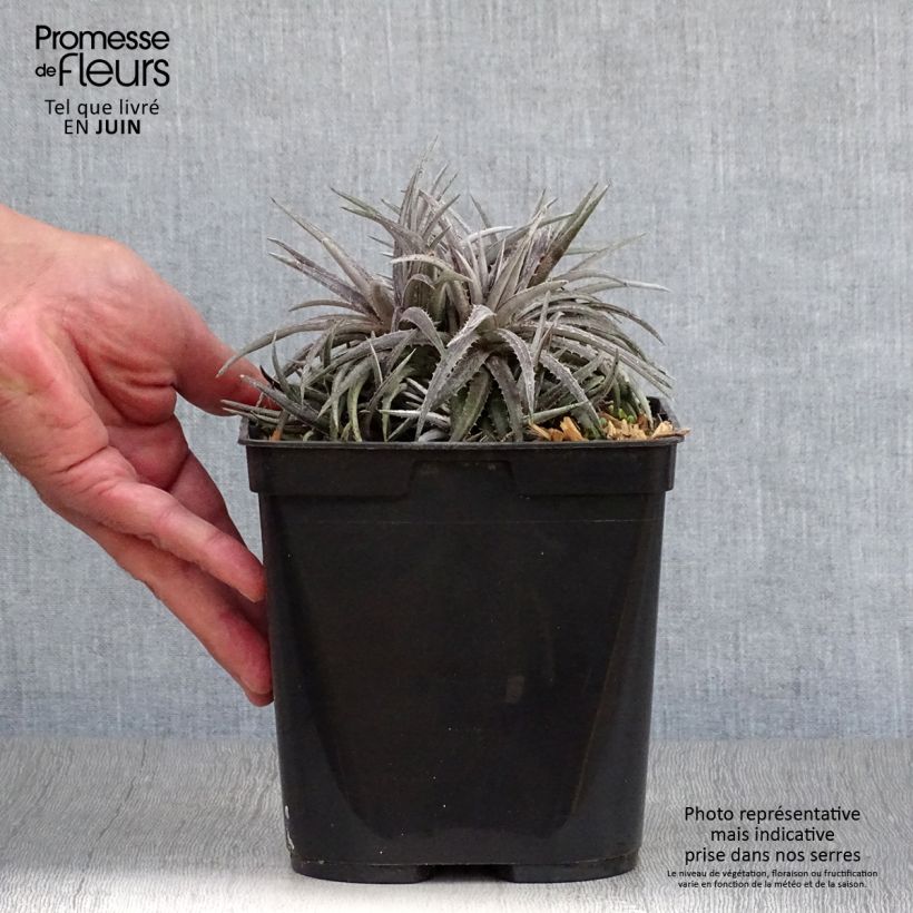 Exemplaar van Dyckia Pale Rider - Stekelbromelia Pot van 2 l/3 l zoals geleverd in de zomer