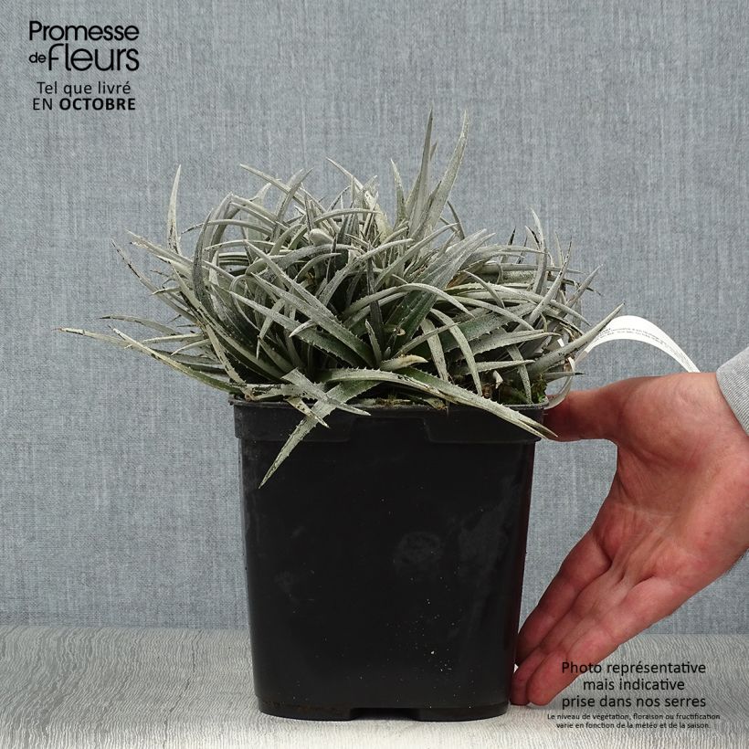 Exemplaar van Dyckia Pale Rider - Stekelbromelia Pot van 2 l/3 l zoals geleverd in de herfst