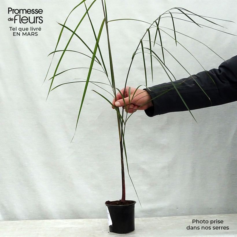 Example of Dypsis plumosa - Palmier plumeux Pot van 12 cm / 13 cm as you get in printemps