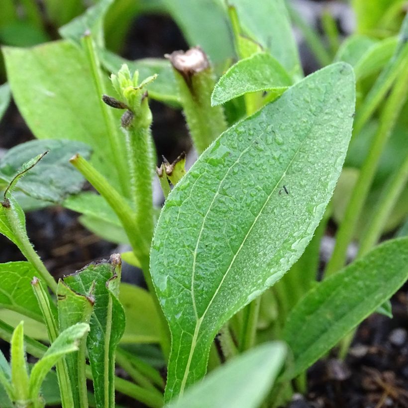 Echinacea purpurea Kismet Wit - Rode zonnehoed (Blad)