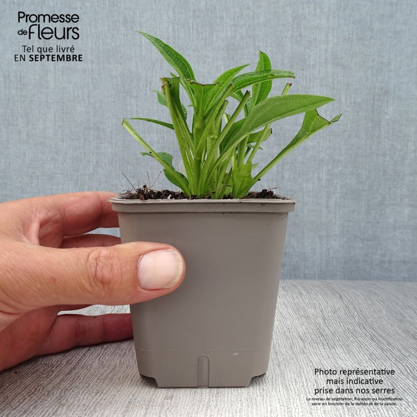 Exemplaar van Echinacea purpurea Kismet Wit - Rode zonnehoed Kweekpotje van 8/9 cm zoals geleverd in de herfst