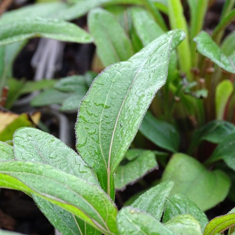 Echinacea Kismet Orange Intense - Rode zonnehoed (Blad)