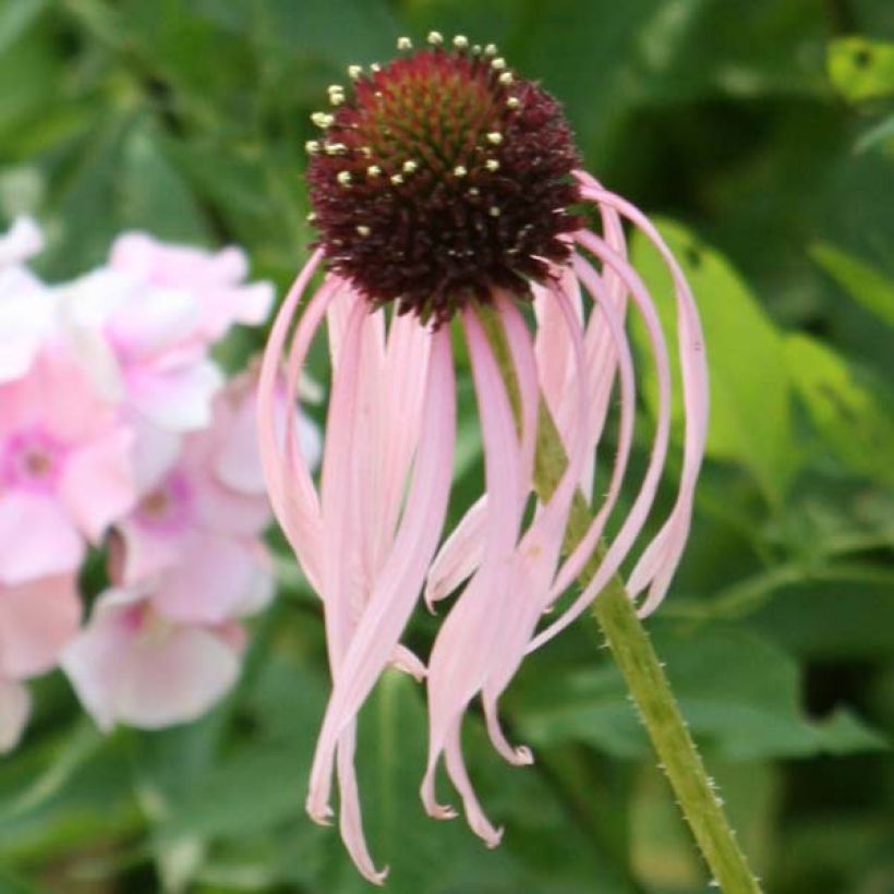 Echinacea pallida - Zonnehoed (Flowering)