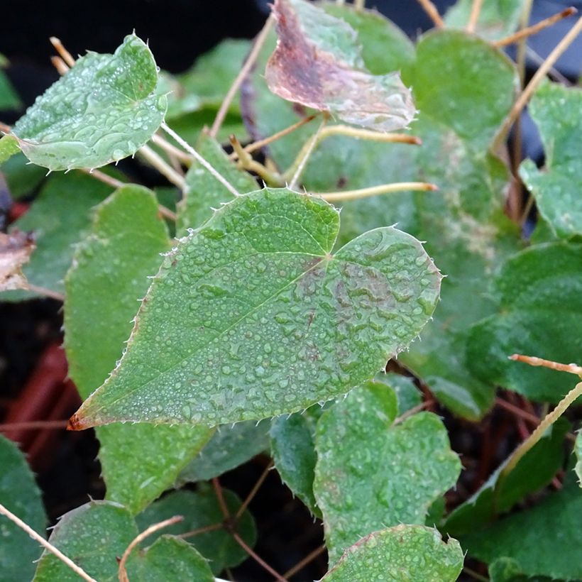 Epimedium rubrum Galadriel - Elfenbloem (Foliage)