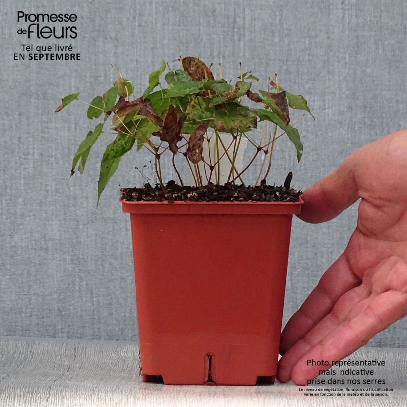 Exemplaar van Epimedium rubrum Galadriel - Elfenbloem Pot van 1 l/1,5 l zoals geleverd in de herfst
