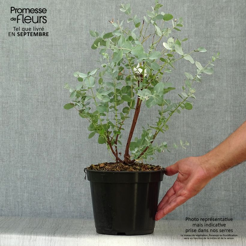 Exemplaar van Eucalyptus archeri - Gommier alpin, Eucalyptus d'Archer Pot de 4L/5L zoals geleverd in de herfst