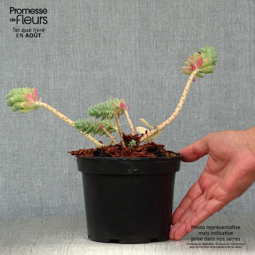 Exemplaar van Euphorbia myrsinites - Wolfsmelk Pot van 2 l/3 l zoals geleverd in de zomer