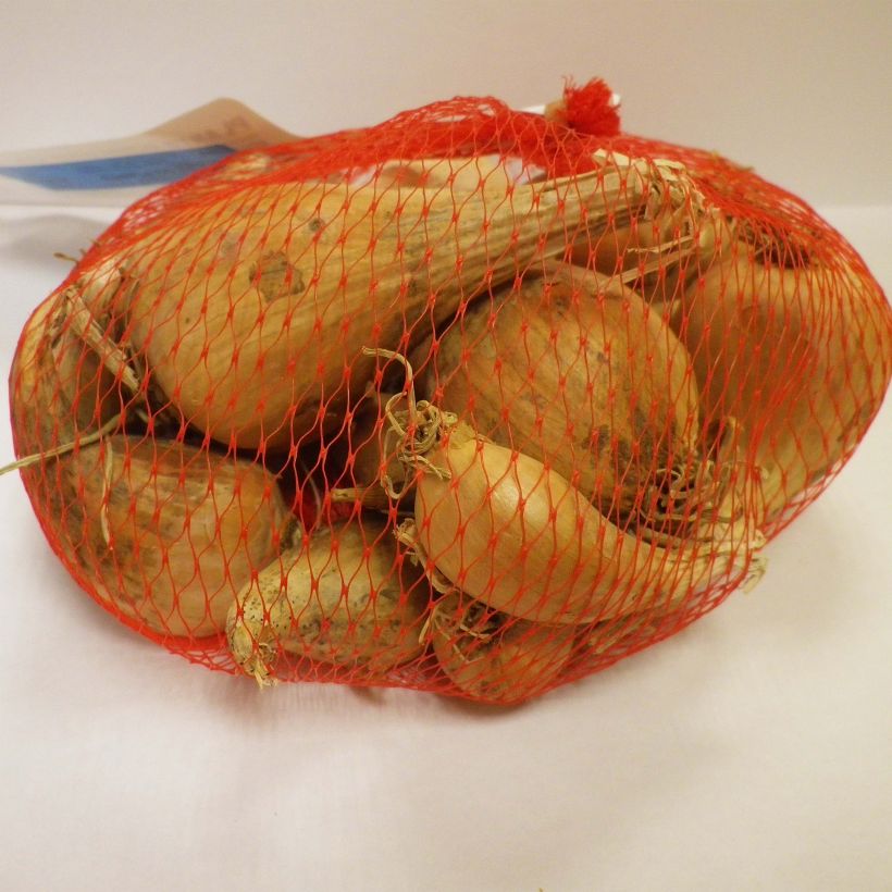 Voorbeeld van een exemplaar van Sjalot Griselle (pootgoed) Stuk kaliber 15/35 mm zoals geleverd