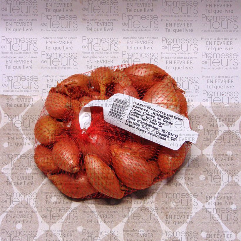 Voorbeeld van een exemplaar van Sjalot Jermor (pootgoed) Stuk kaliber 15/35 mm zoals geleverd