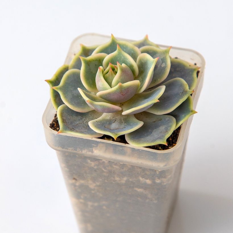 Echeveria Lola (Blad)
