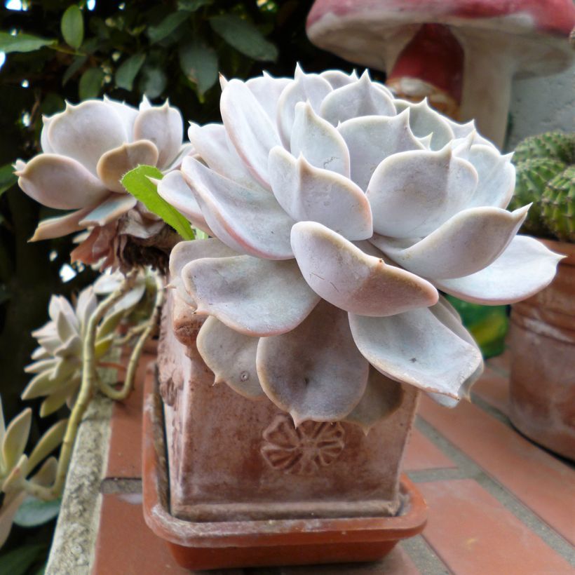 Echeveria Lola (Groeiplaats)