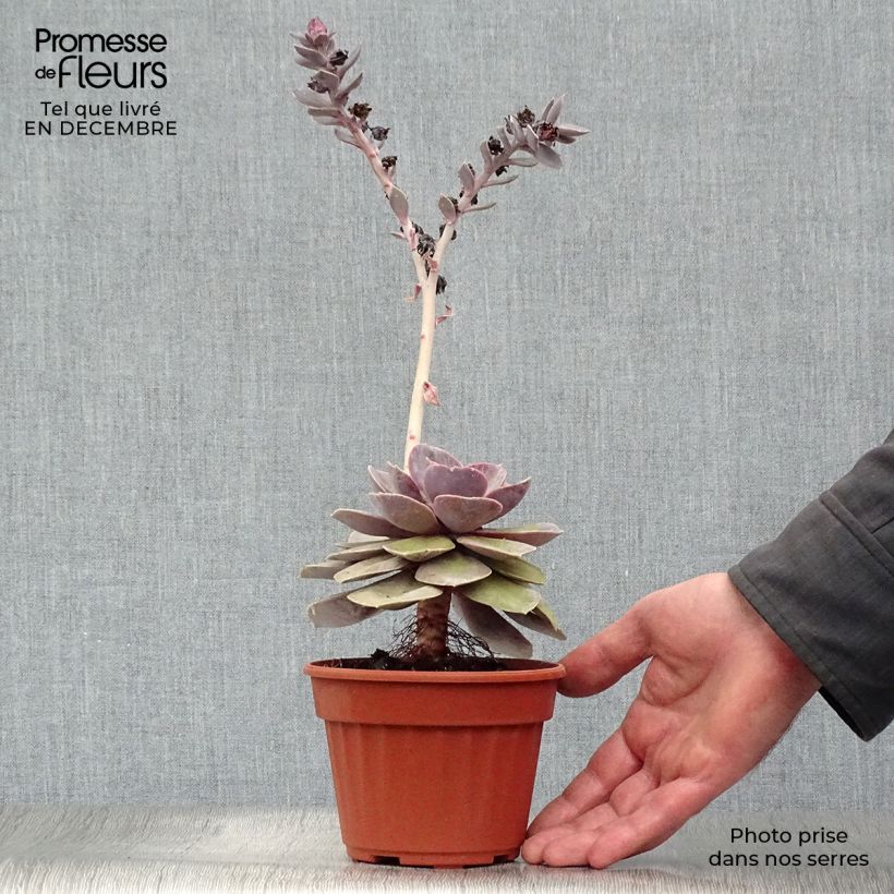 Example of Echeveria Perle Von Nürnberg Pot van 12 cm / 13 cm as you get in hiver