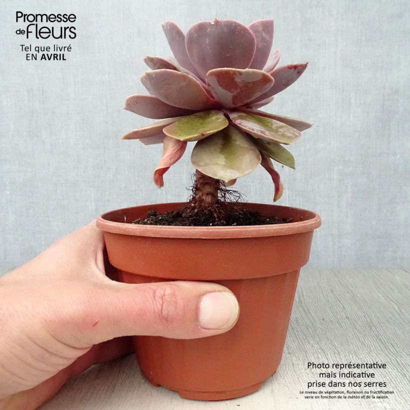 Exemplaar van Echeveria Perle Von Nürnberg Pot van 12 cm / 13 cm zoals geleverd in de lente