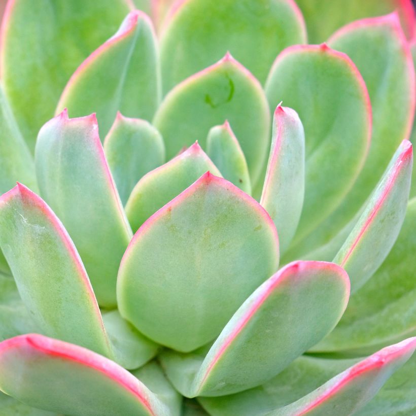 Echeveria Pink Edge (Blad)