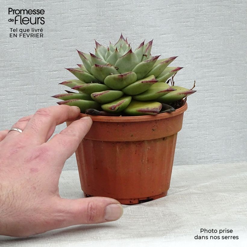 Exemplaar van Echeveria agavoides Ebony Pot van 12 cm / 13 cm zoals geleverd in de winter