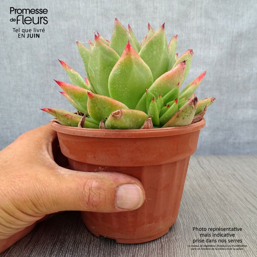 Exemplaar van Echeveria agavoides Ebony Pot van 12 cm / 13 cm zoals geleverd in de zomer
