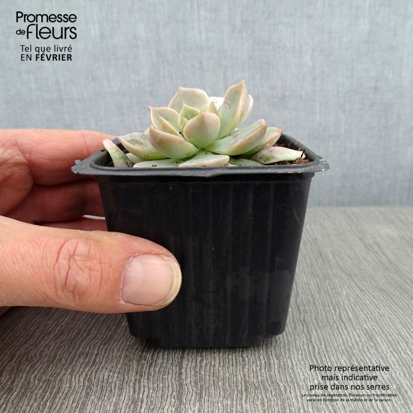 Exemplaar van Echeveria derenbergii - Mexicaanse sneeuwbal Kweekpotje van 8/9 cm zoals geleverd in de winter