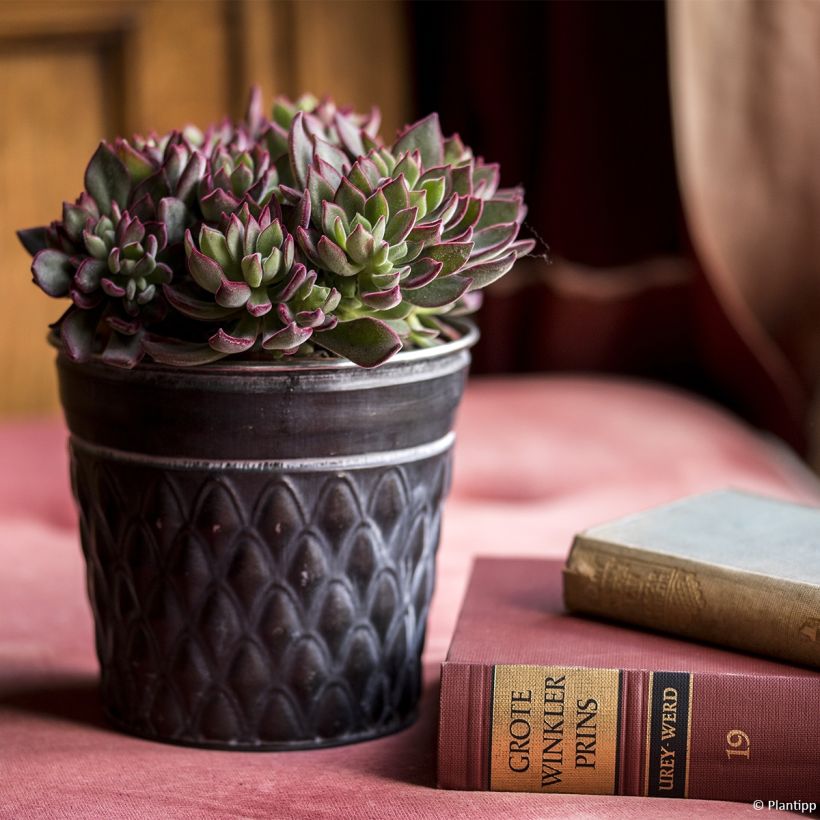 Echeveria Devotion - Mexicaanse sneeuwbal (Plant habit)