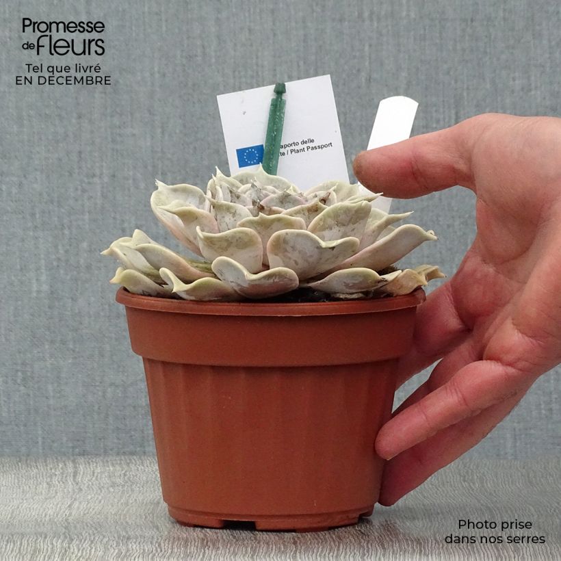 Example of Echeveria lilacina Pot van 1,5 l/2 l as you get in hiver