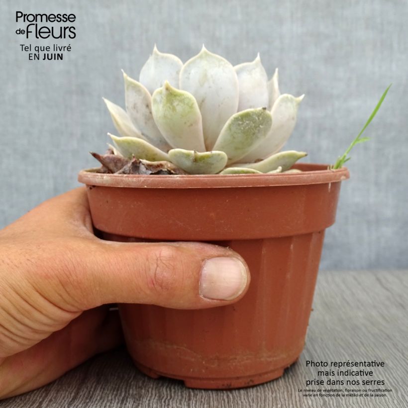 Exemplaar van Echeveria lilacina Pot van 1,5 l/2 l zoals geleverd in de zomer