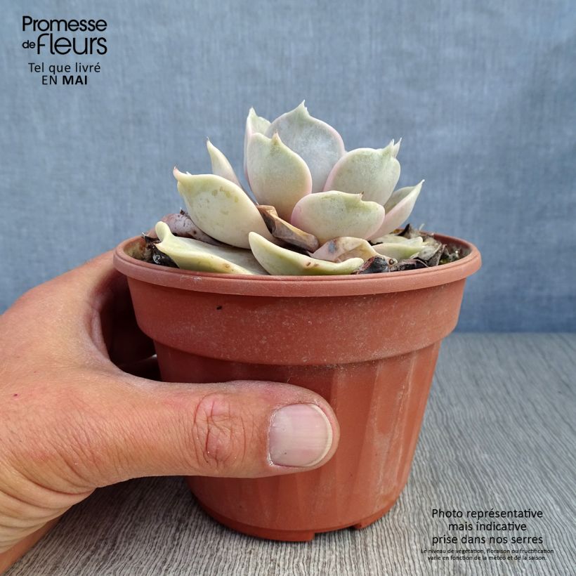Exemplaar van Echeveria lilacina Pot van 1,5 l/2 l zoals geleverd in de lente