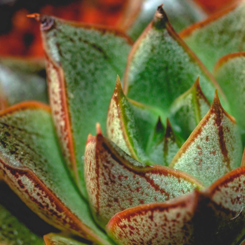 Echeveria purpusiorum (Blad)