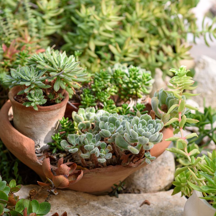 Echeveria setosa (Groeiplaats)